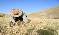 خرید تضمینی گندم در کردستان همچنان ادامه دارد