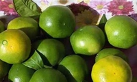 برداشت نارنگی در سیستان و بلوچستان آغاز شد