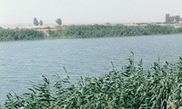 نی، گیاهی با ارزش برای علوفه دام ها