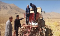 کشت مکانیزه گیاهان دارویی برای نخستین بار در دیمزارهای چهارمحال و بختیاری