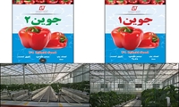 ورود بذور هیبرید فلفل‌ دلمه‌ای قرمز به بخش تولید کشور