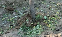 سرمازدگی محصول بادام کوهسرخ خراسان رضوی را کاهش داد