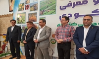 توزیع کود دی آمونیوم فسفات پس از توقف چند ساله در خوزستان