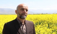 تولید دانه‌های روغنی در لرستان ۳ برابر شد