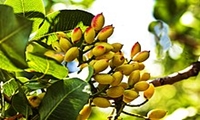 صادرات ۸۰ درصد محصول پسته خراسان رضوی
