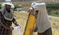 شهرستان اسکو یکی از قطب‌های تولید عسل در کشور