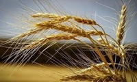 برداشت ۱۹ هزار تنی گندم و جو در گیلان