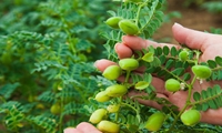 رتبه دوم لرستان در کشور با تولید ۵۰ هزار تن نخود