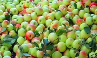 برداشت ۱۰ هزار تُن سیب گلاب از باغات بروجرد استان لرستان 