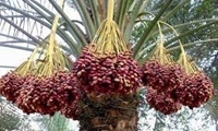 برداشت بیش از ۲۵ هزار تن خرما از سطح نخیلات آبادان 