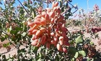 تسریع در برداشت محصول پسته از خسارت سرمای زودرس پاییزه جلوگیری می کند
