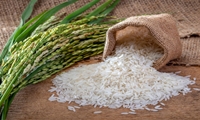 پیش‌بینی تولید 2.7 میلیون تن برنج در سال جاری/ 93 درصد برداشت برنج مکانیزه است