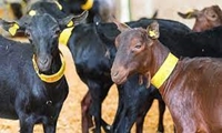 بهره برداری از نخستین واحد پرورش بز مورسیا در بیضا