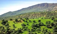 اجرای الگوهای جنگلداری اجتماعی در مناطق زاگرسی