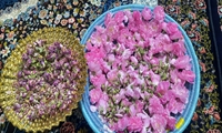 برداشت گل محمدی در شهرستان کارون