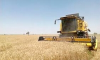 آغاز برداشت خوشه های زرین در حمیدیه 