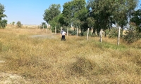 پایش مستمر ملخ صحرایی در مزارع گتوند