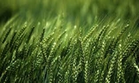 برداشت گندم از مزرعه تحقیقاتی PVS در خرمشهر با عملکرد ۶.۸ تُن در هکتار