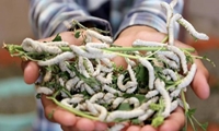 ۱۸ هزار جعبه سهمیه تخم نوغان شرق کشور 