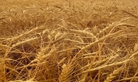 خرید ۶۶ هزار میلیارد ریال گندم از کشاورزان همدانی