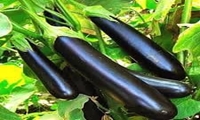 آغاز برداشت بادمجان در خاتم