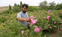 احداث پالایشگاه گیاهان دارویی در خراسان شمالی