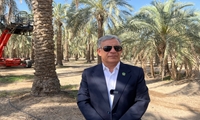 پیش‌بینی برداشت ۲۵۰ هزار تن و صادرات ۶۵ هزار تن خرما در جنوب کرمان
