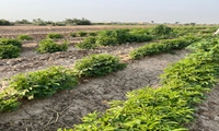 اصلاح الگوی کشت با چای قرمز