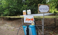 ردیابی مگس میوه در 2 هزار هکتار باغات قائم شهر