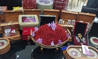 برگزاری آئین شکرگزاری زعفران/ برداشت پنج تن زعفران از مزارع لرستان