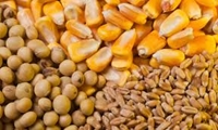 توزیع سه هزار تن نهاده‌های مورد نیاز دام و طیور در لرستان