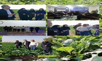 دهلران پیشگام در اجرای طرح پایدار مدیریت گل جالیز در مزارع کلزا 