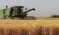 اجــرای طرح مقایسه ارقـــام PVS گندم در بندر ماهشهر 