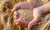 توزیع ۲۲ تن بذر گواهی‌شده گندم در نور، گندمکاران برای دریافت حواله اقدام کنند