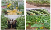 اولین  برداشت از  گلخانه ۷۰۰۰ متری در دشت عباس دهلران