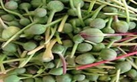 اختصاص ۳۰ هکتار از اراضی اسدآباد به کشت کاپاریس