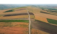 اجرای ۹۸ درصد طرح پایداری تولید در دیمزارهای کردستان 
