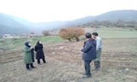 طرح کشت مخلوط ۷۰۰۰ متر مربعی در روستای طالع سوادکوه/ همزمان‌سازی کشت “ترتیتیکاله و نخود” برای تأمین علوفه