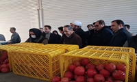 بازدید مدیرعامل سازمان مرکزی تعاون روستایی از ظرفیت‌های تعاون روستایی ساوه