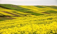 در کشت کلزا هیچ محدودیتی وجود ندارد و کشاورزان مورد حمایت قرار خواهند گرفت