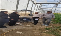 نظارت و پایش مصرف سوخت مایع در گلخانه‌های شهرستان بندرعباس