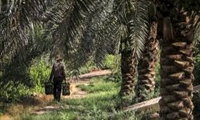  ضرورت شناسنامه دار شدن باغات و مزارع در خرمشهر