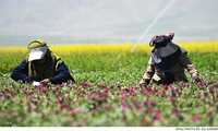 احداث مزرعه الگویی گیاهان لوکس دارویی در اسدآباد 