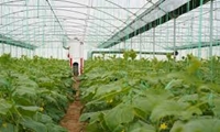 جهش گلخانه‌ای استان از رتبه ۲۲ به ۱۱ کشور/ تلاش برای رسیدن به رتبه تک‌رقمی