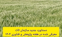 جهش عملکرد گندم دیم با مصرف هدفمند کود اوره