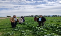 بازدید کارشناسان حفظ نباتات استان از مزارع کلزا در ارزوئیه؛ ضرورت رعایت دقیق دوز سموم برای کنترل علف هرز «چچم»