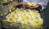 آغاز راستی‌آزمایی جوجه‌ریزی واحدهای مرغداری گوشتی و تخصیص نهاده استان تهران 