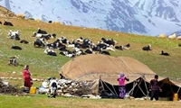 احیا جایگاه روستاها ی یزد با توجه ویژه به دامداری های روستایی و عشایری