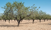 نوسازی و اصلاح 450 هکتار از باغات شهرستان ورزقان در سال جاری