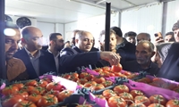 بازدید وزیر جهادکشاورزی از گلخانه و سورتینگ سبزی و صیفی در شهرستان دشتی